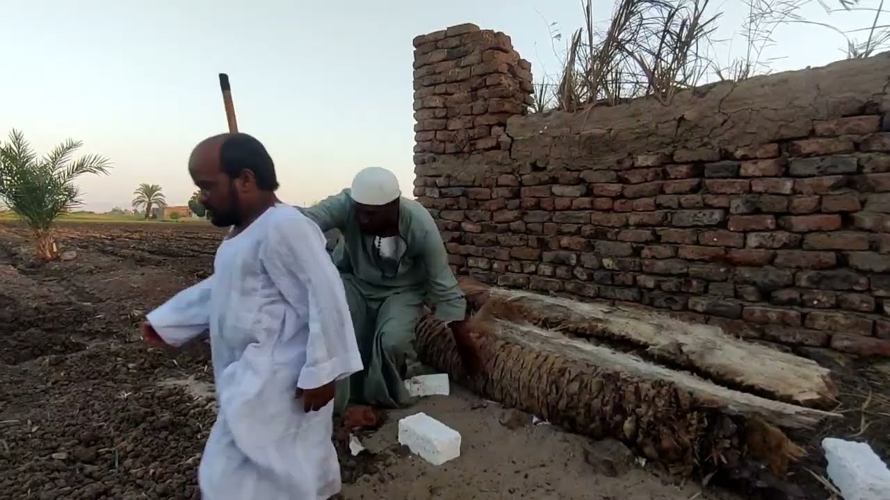 الحاج سعيد جزار عجول متخرج من مريشة فراخ   😂😂