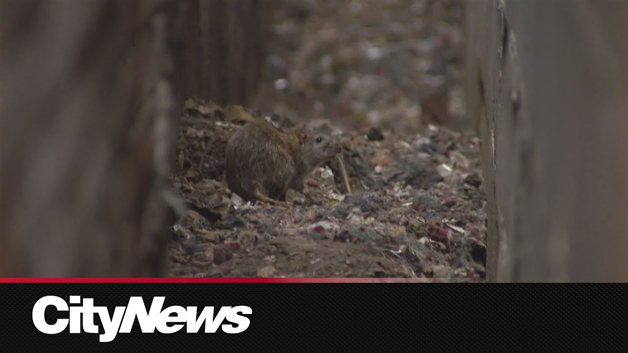 Toronto outlines plan to tackle 'rat storm' taking over city