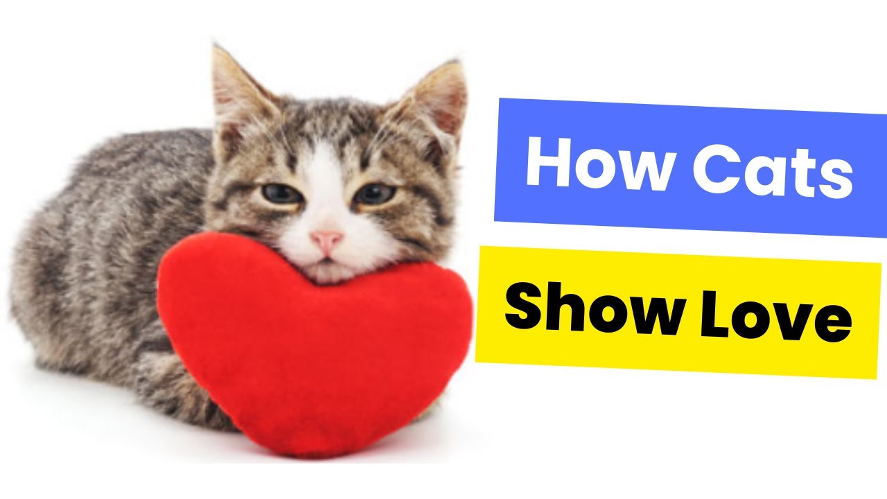 How Cats Show Love: Understanding Your Feline Friend&rsquo;s Affection