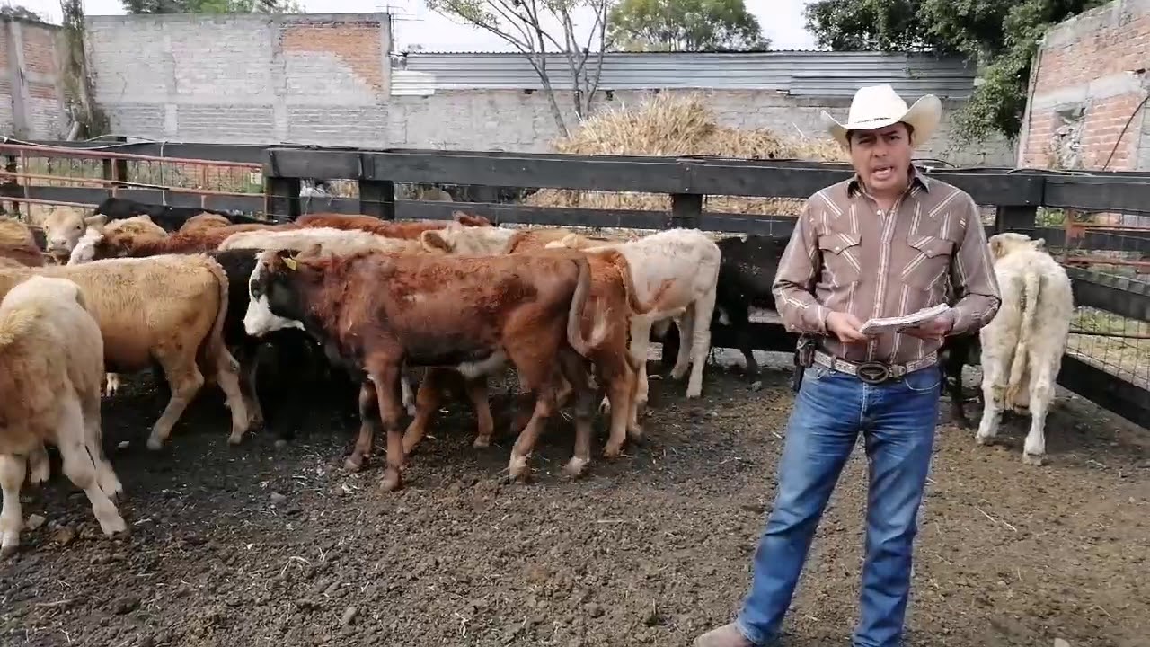 Dieta de engorda: inicio utilizando UREA. Reto TEXANA, Deseando feliz Navidad