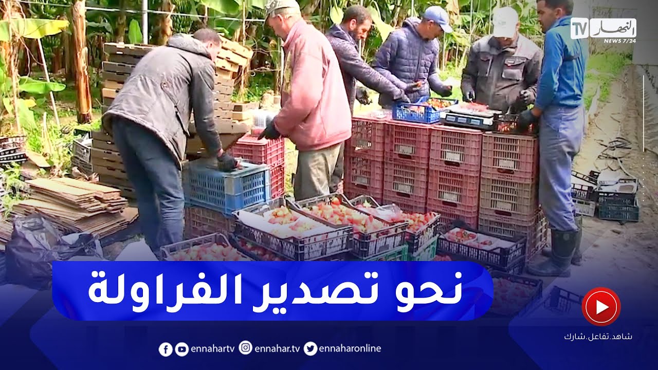 جيجل: بعد نجاح تجربة تصدير الفراولة نحو إفريقيا.. إقحام أسواق دول الخليج قريبا