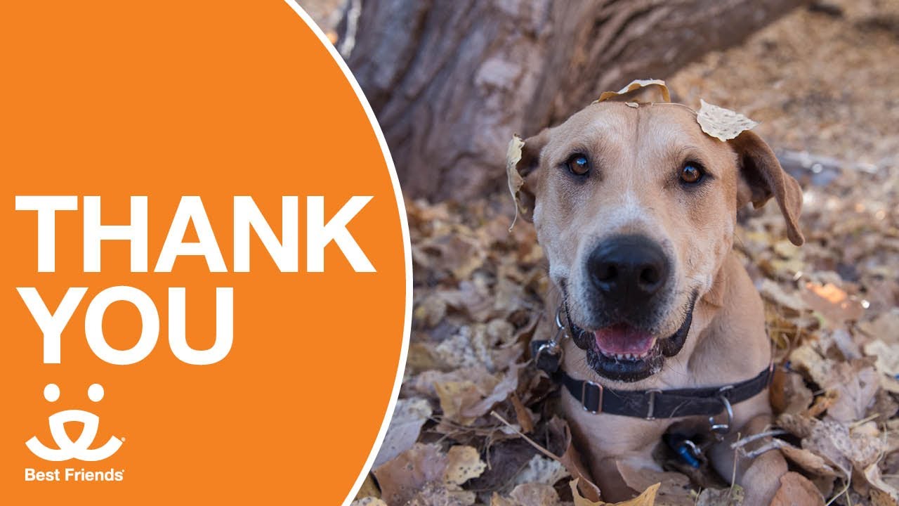 With Gratitude - Celebrating 40 years of Lifesaving Together