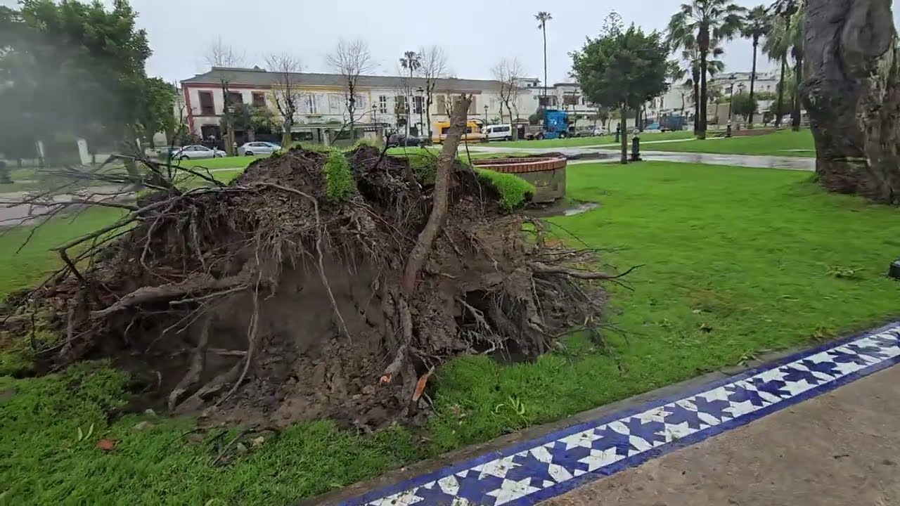 حقيقة ما حدث لأشجار الكاليبتوس في طنجة بعد العاصفة! 🌳🌪️ هل ماتت الأشجار فعلاً؟