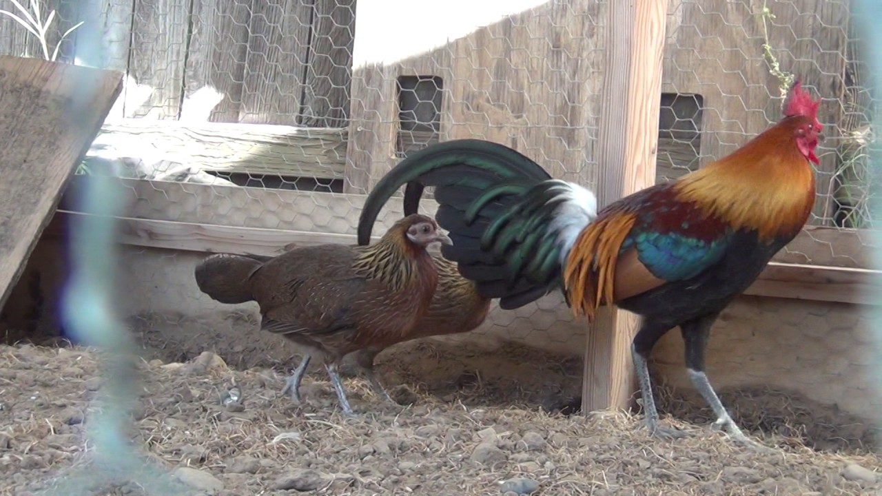 Red jungle fowls breeders, Cov noob qaib qus