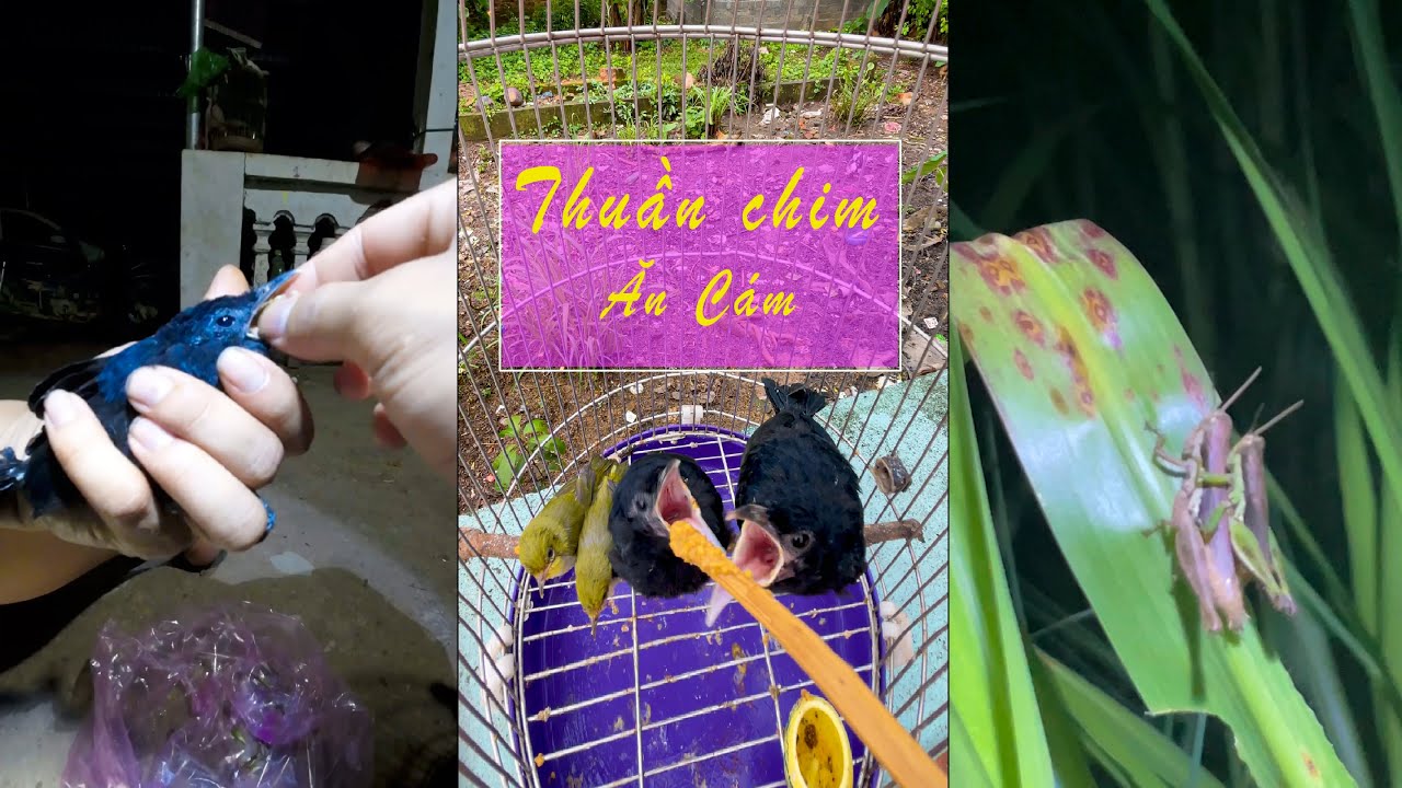 C&aacute;ch v&agrave;o c&aacute;m thuần chim non- Y&ecirc;u Chim Cảnh