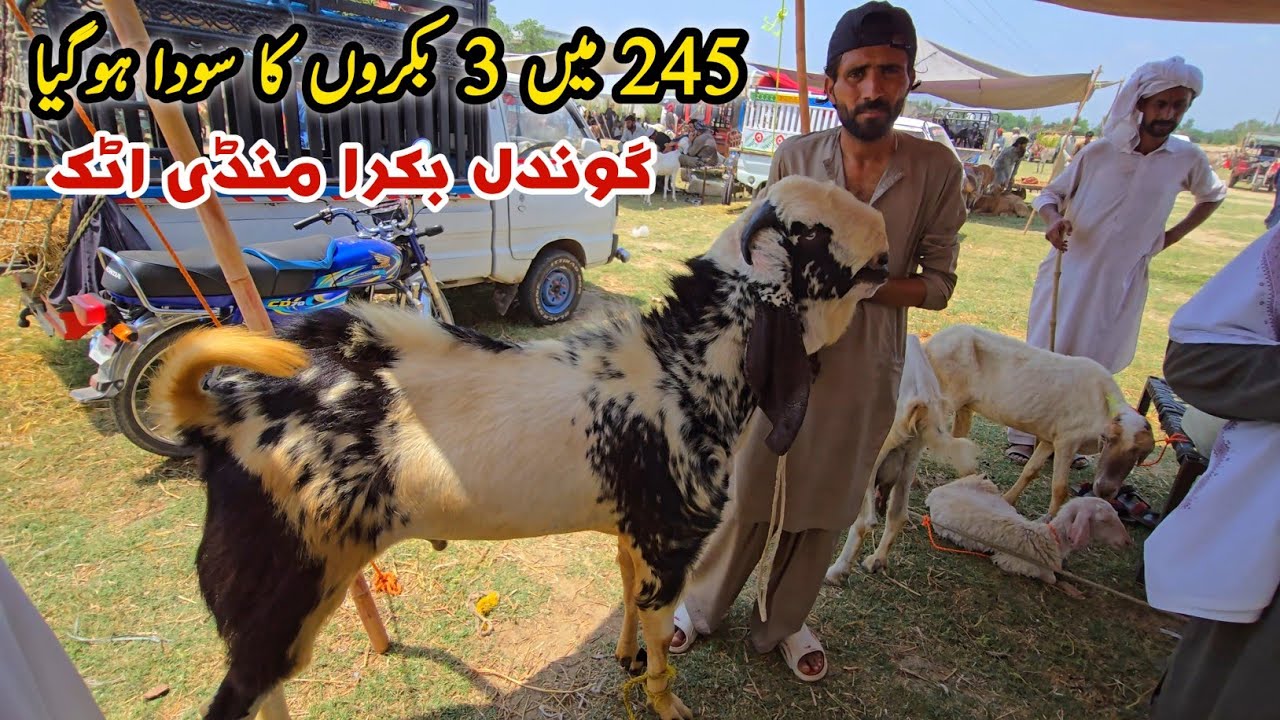 Bakra Mandi Gondal Latest Update 26 May 2025 | Bhatta Chowk Mandi
