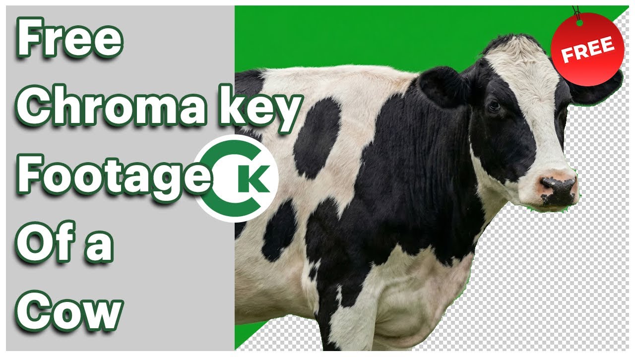 Cow Green Screen Footage &ndash; Free Chroma Key