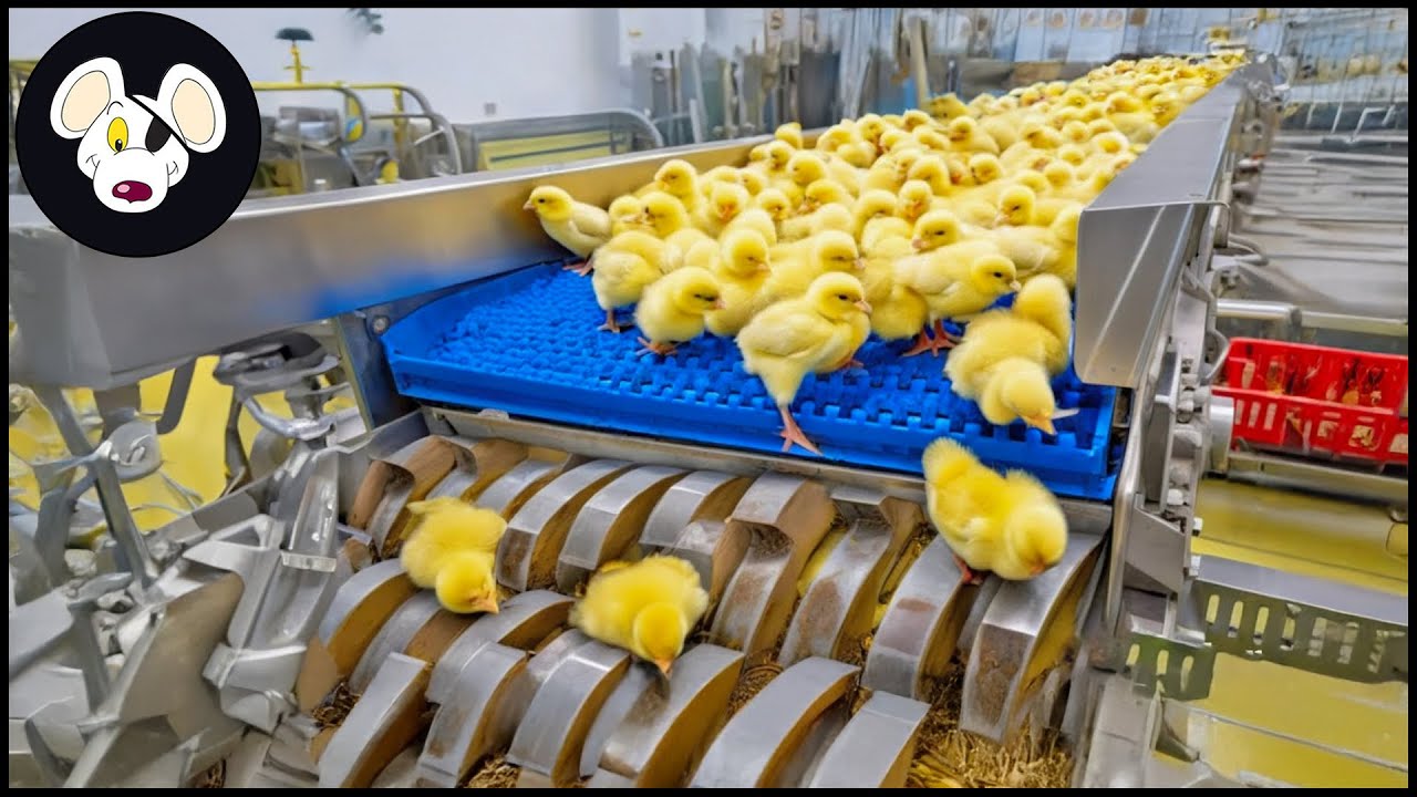Chicken Hatchery Technology - Raising Broiler Farm - Modern Poultry Slaughter & Processing Factory