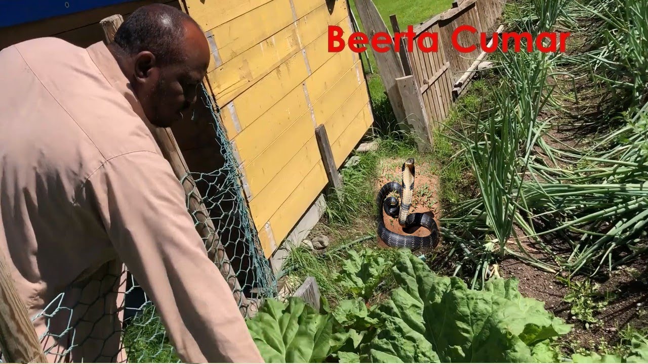 Beeraley soomaaliyeed Sweden ( Somaliska  bönder i Flen i Sverige.Somali farmers in Flen in Sweden