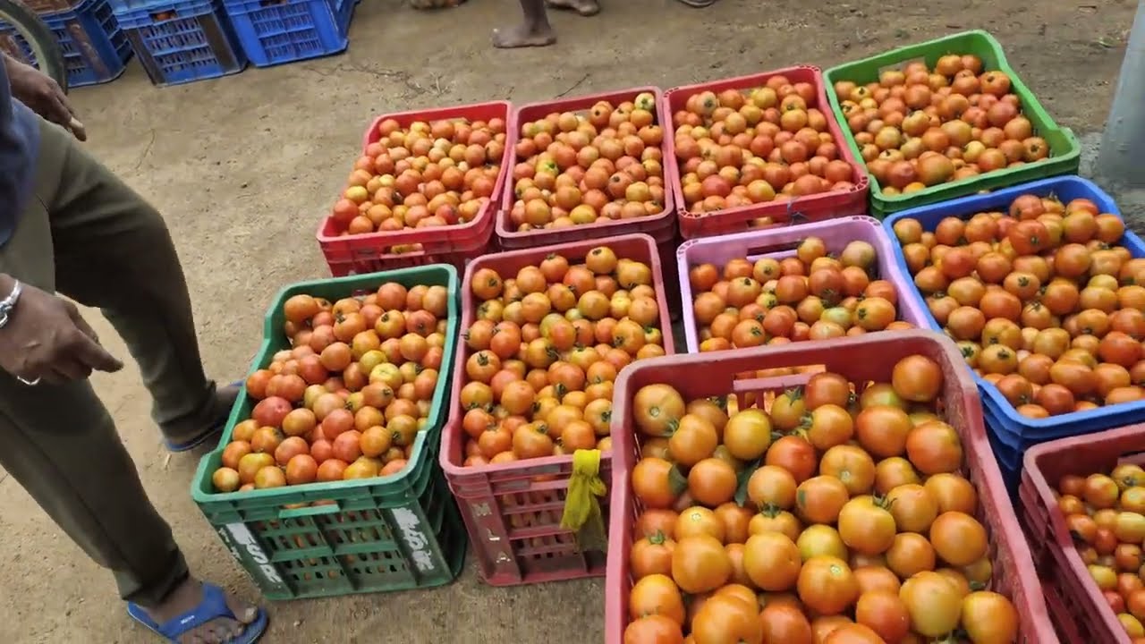 🤫🤫మొత్తానికి కూరగాయల రేట్లు తగ్గింది🤯🤯#minivlog #vegetables #bowenpally #tomato #mirchi #food #vlog 