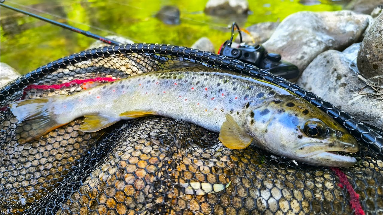 Trout fishing on a highland river