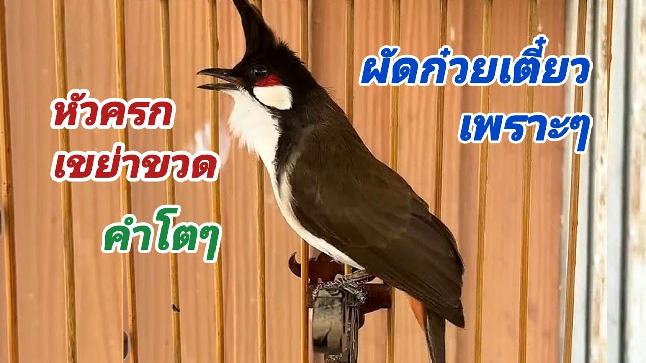 นกกรงหัวจุกร้องแม่บทหัวครกเขย่าขวด คำสวยๆ เปิดยั้วนกคึกนกร้องตาม
