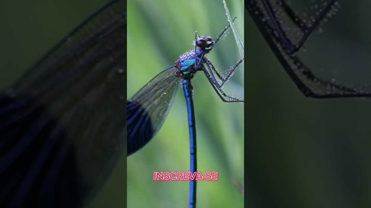 Insetos incr&iacute;veis vistos de perto #natureza #animais #inseto