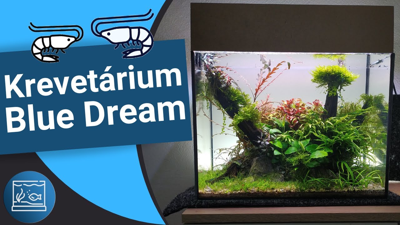 Jak založit akvárium pro krevetky - Hightech akvárium pro krevetky Neocaridina Blue Dream s CO2