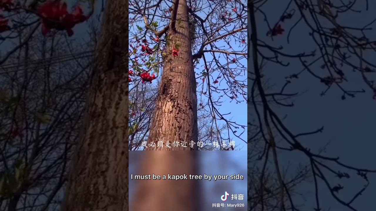 舒婷《致橡树》To an Oak, with English translation by Eva Hung 孔慧仪