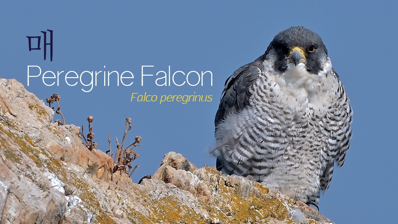 매 Peregrine Falcon