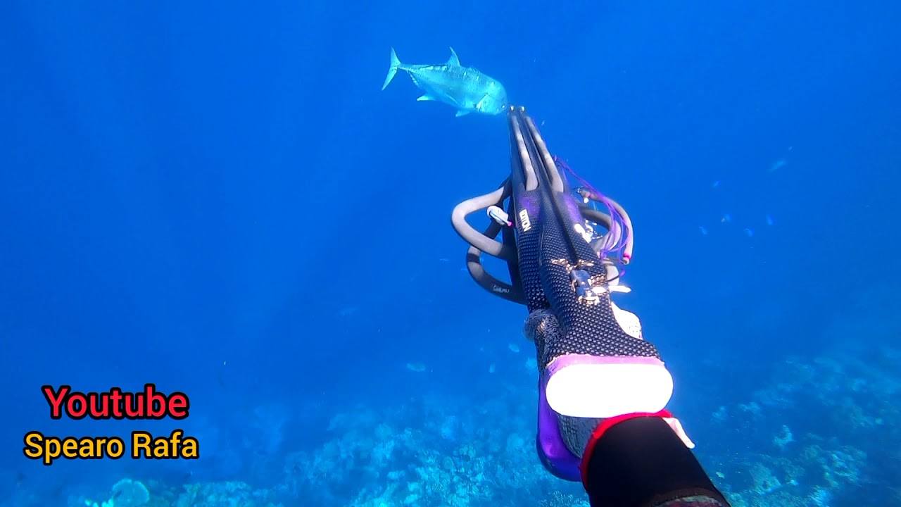 MENEGANGKAN BERTEMU PREDATOR LAUT YANG MENYERAMKAN😱