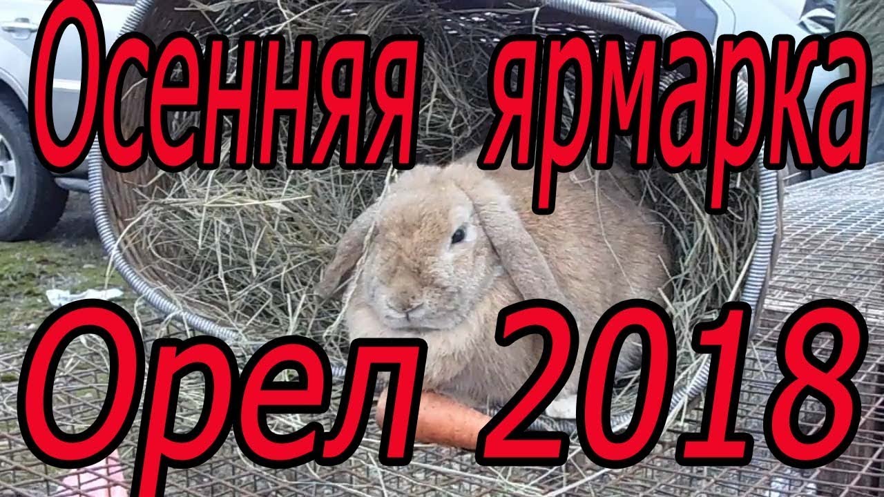 Ярмарка в Орле  2018г  КУРЫ, УТИ, ГУСИ, КРОЛИКИ, ГОЛУБИ