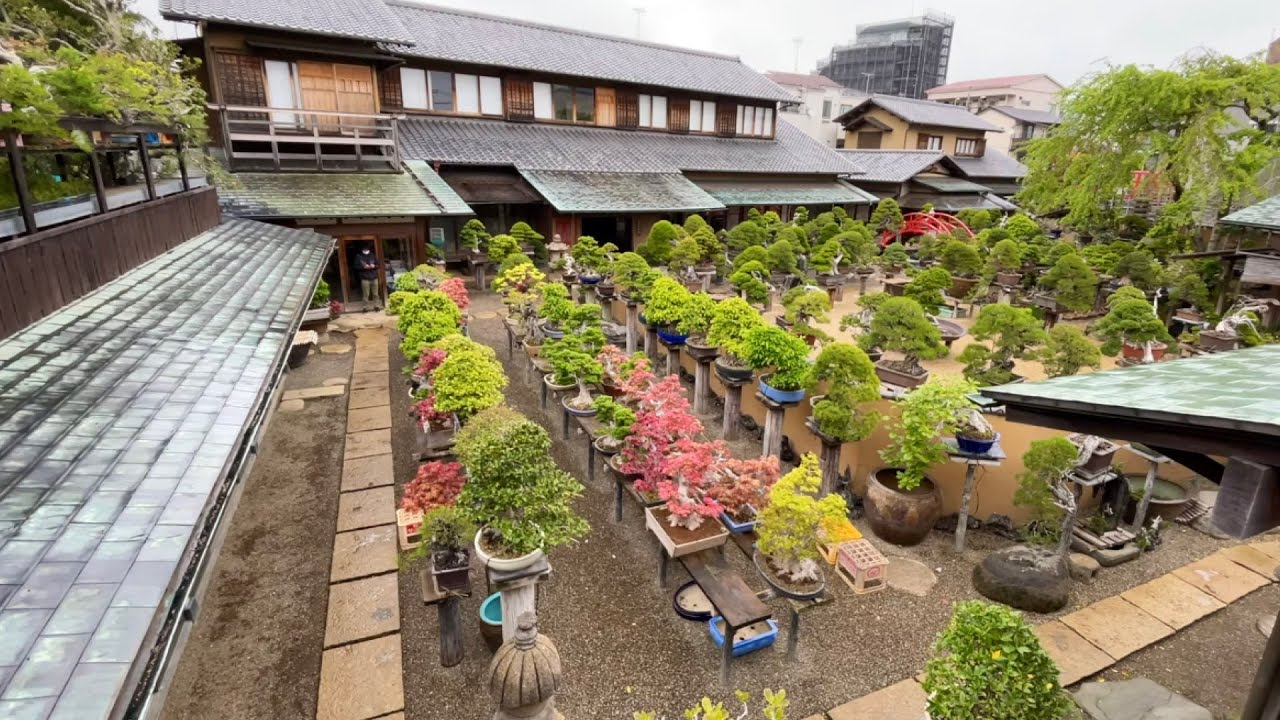 春花園盆栽美術館 Shunkaen bonsai Art museum [2022]