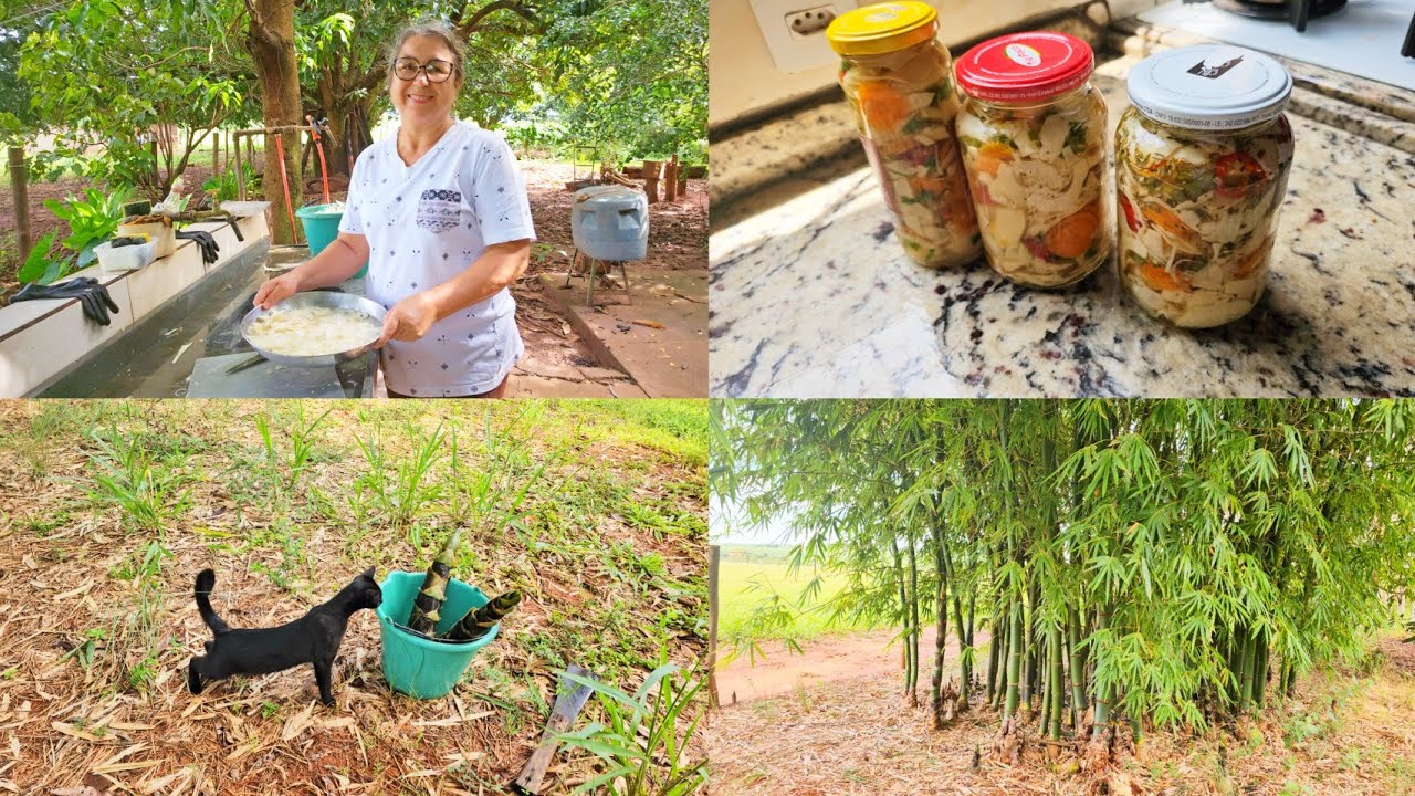 NOSSA ROTINA NA ROÇA | FIZ CONSERVA DE BAMBU 
