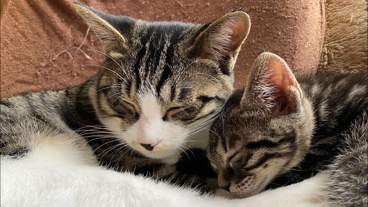 保護猫のもみじ🐱子猫の面倒は子猫のチーちゃんが見てくれてます♡￼