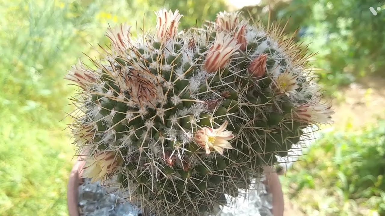 Atualizando a minha coleção de cactos | Flores das Mammillarias | Replantes | substrato perfeito 🤩🌵