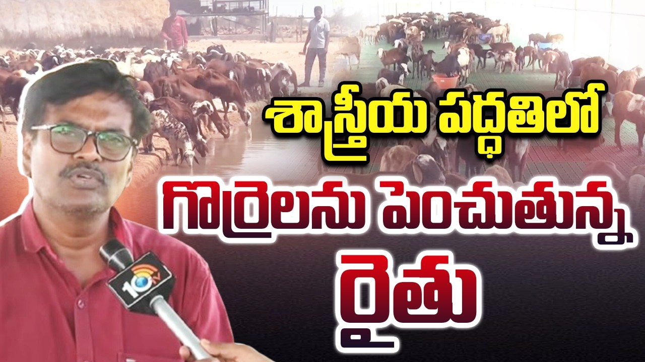 Scientific Sheep Rearing | Farmer Success Story | శాస్త్రీయ పద్ధతిలో గొర్రెలను పెంచుతున్న రైతు |10TV