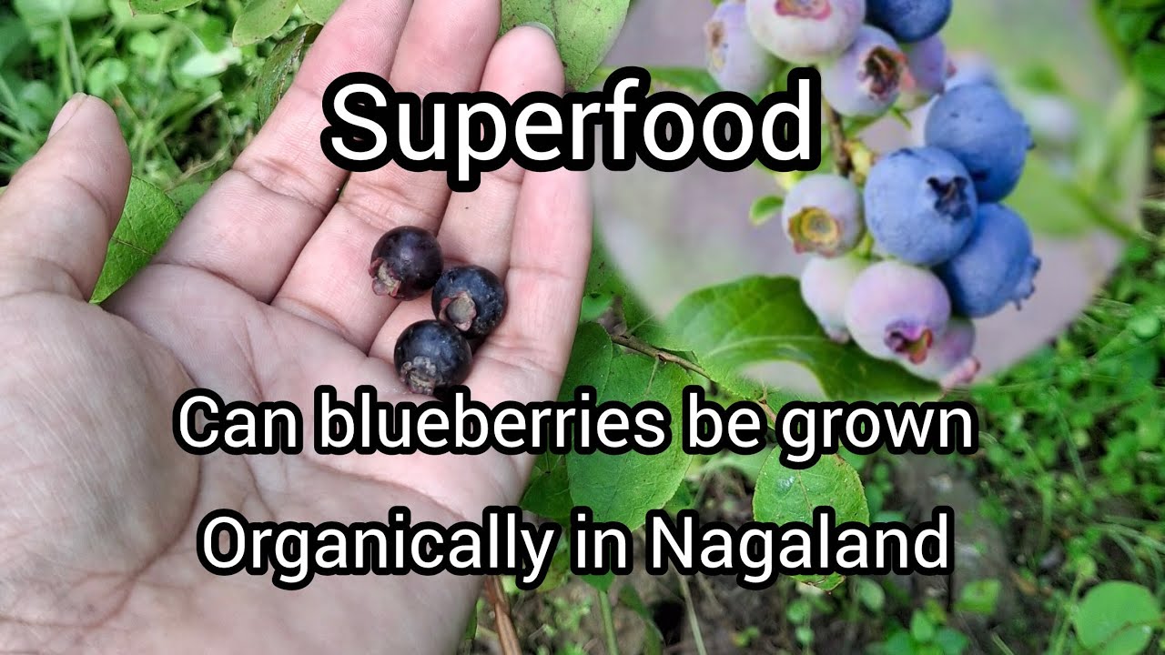 Farming blueberry/Nagaland/organic farming 