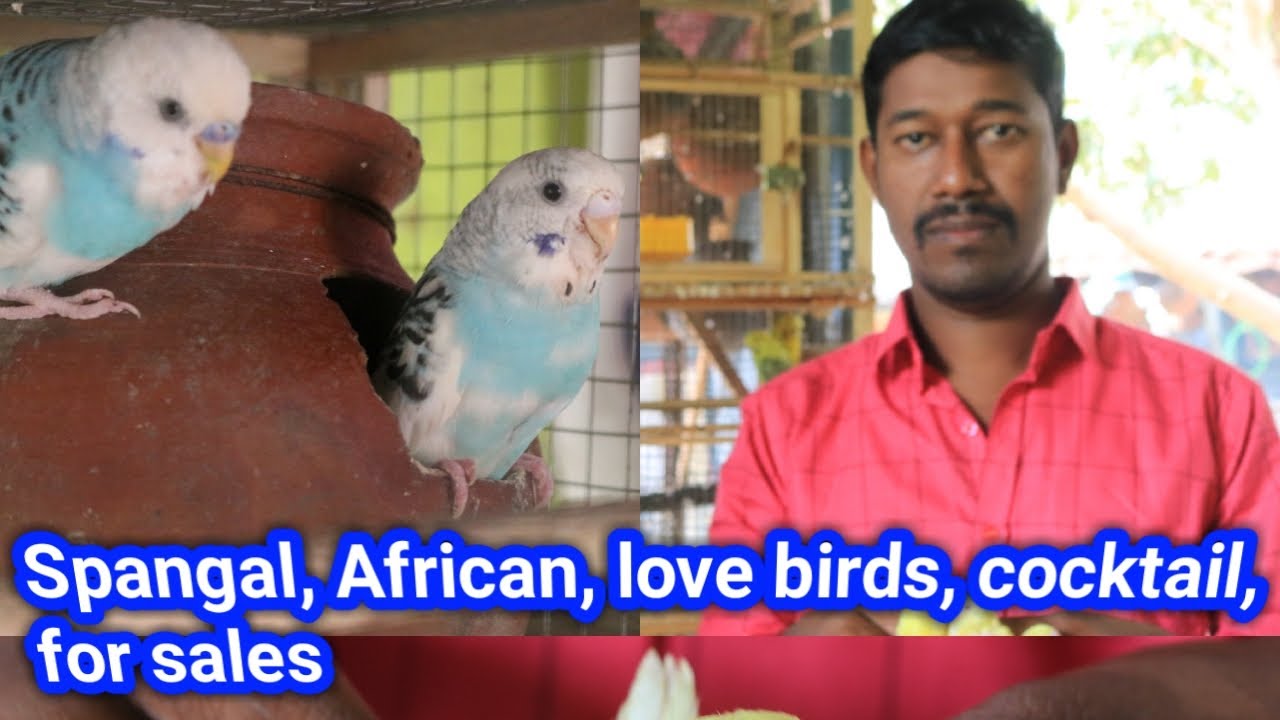 Spangal, African Love Birds , Cocktail, Finches for sale in Chennai in Tamil. Lovers Day Special 🐧🐧
