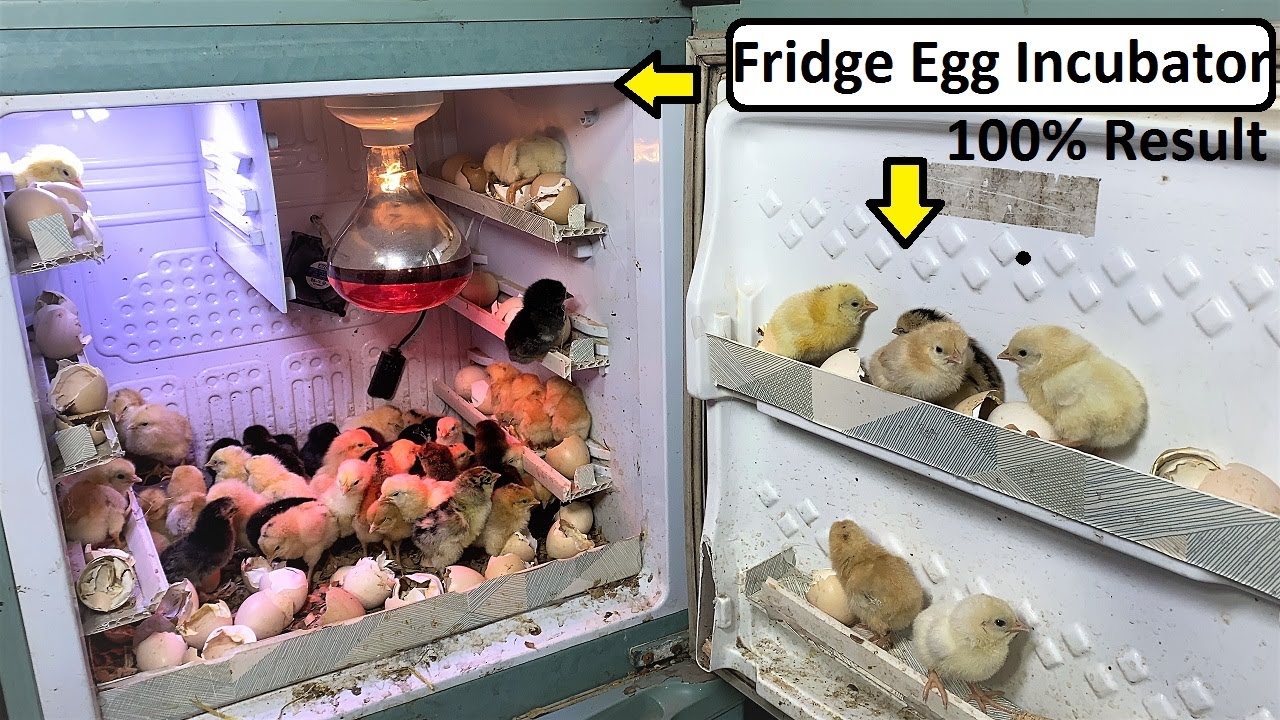 Hatch Chicks Hatching In old Fridge - How to Make Egg Incubator In Old Fridge ( Refrigerator )