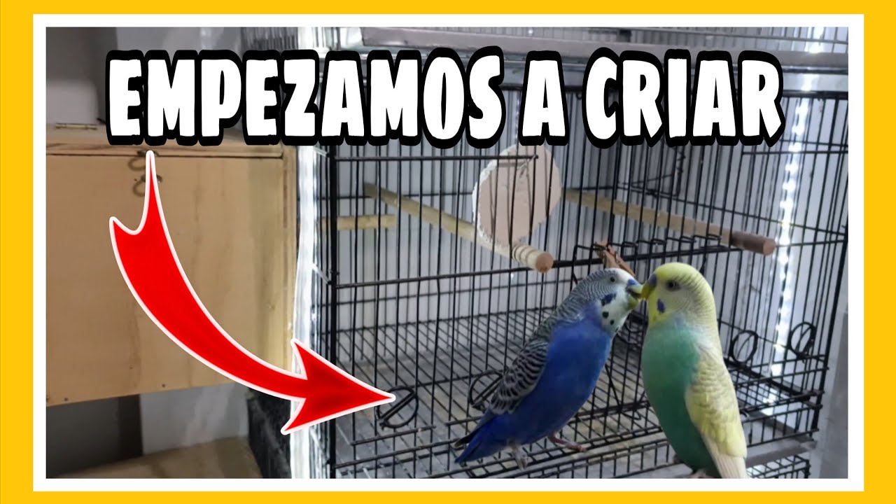 EMPEZAMOS LA CRIA DE PERIQUITOS EN EL AVIARIO