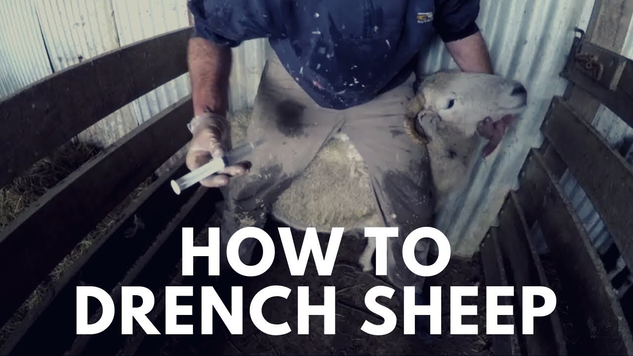 Day 79 - How To Drench Sheep
