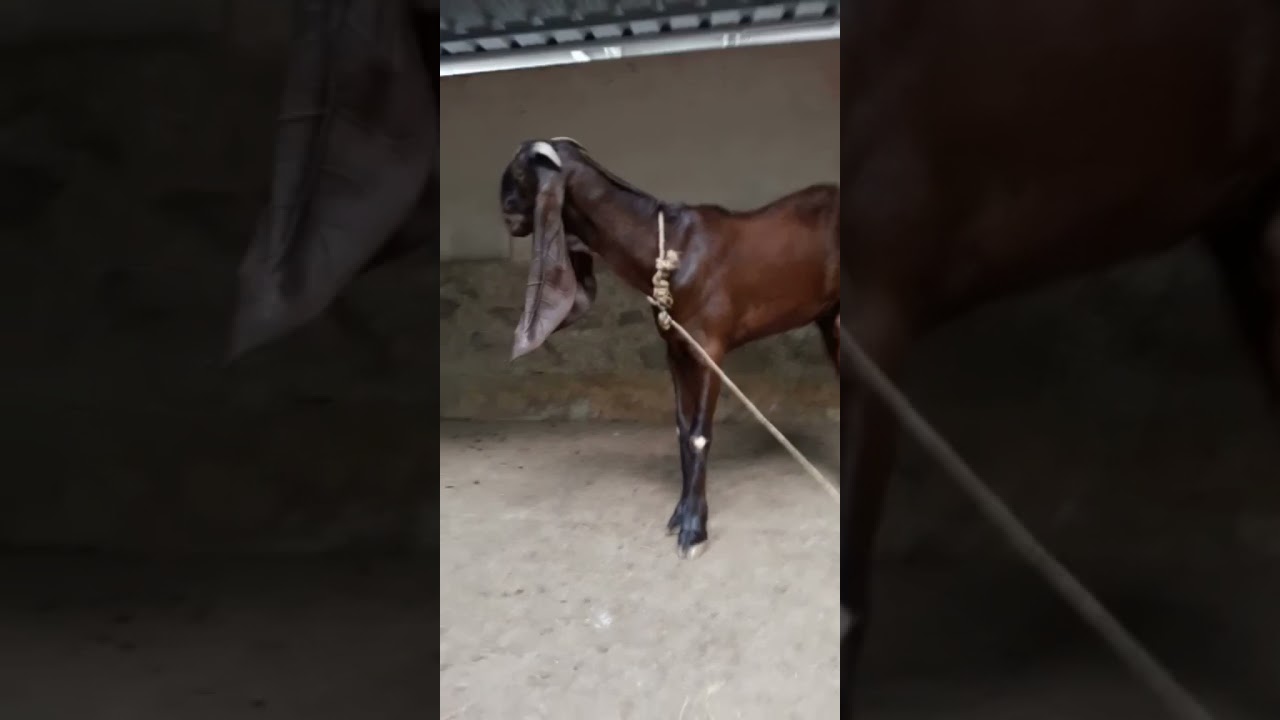 Jamunapari goat.....
