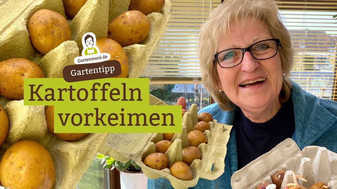 Schneller zur Ernte! Kartoffeln vorkeimen: Zwei Methoden