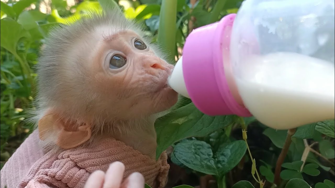 Monkey bo was playing when his father gave him milk