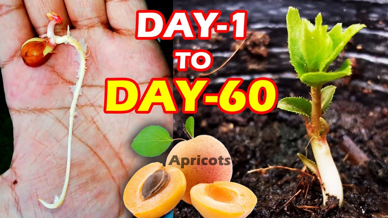 APRICOT SEEDLING - HOW TO GROW APRICOT TREE FROM SEEDS @SproutingSeeds