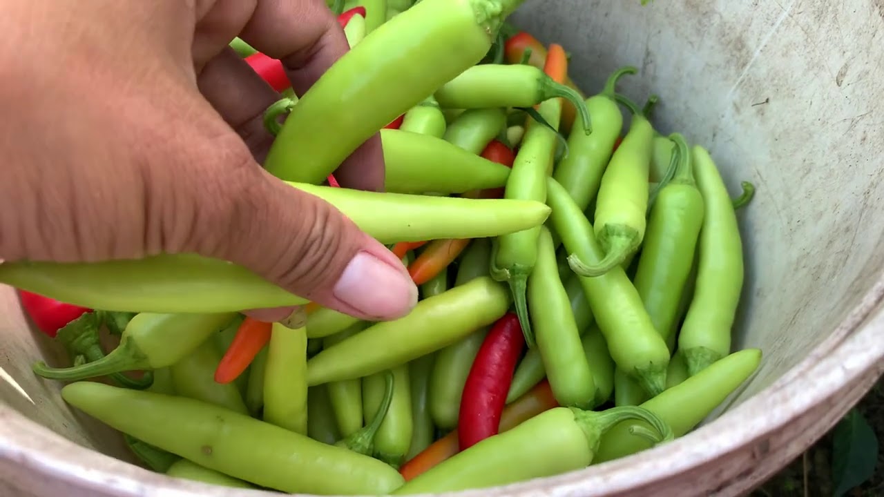Ớt sừng vàng châu phi làm giàu nhờ ớt trúng mùa, trúng giá!