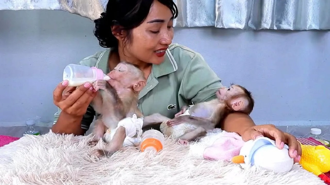 They sleep in their mother's arms happily, cute both  monkeys