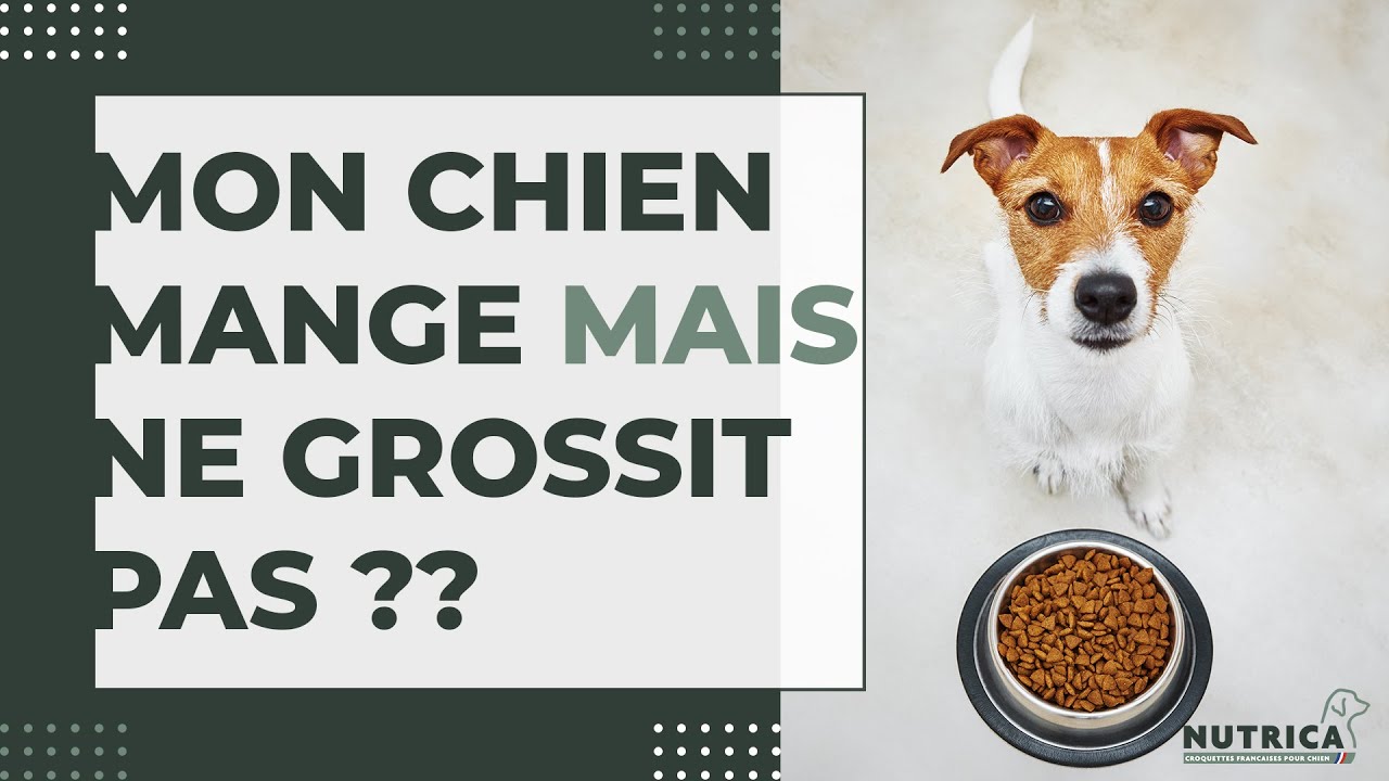 Mon chien ne grossit pas