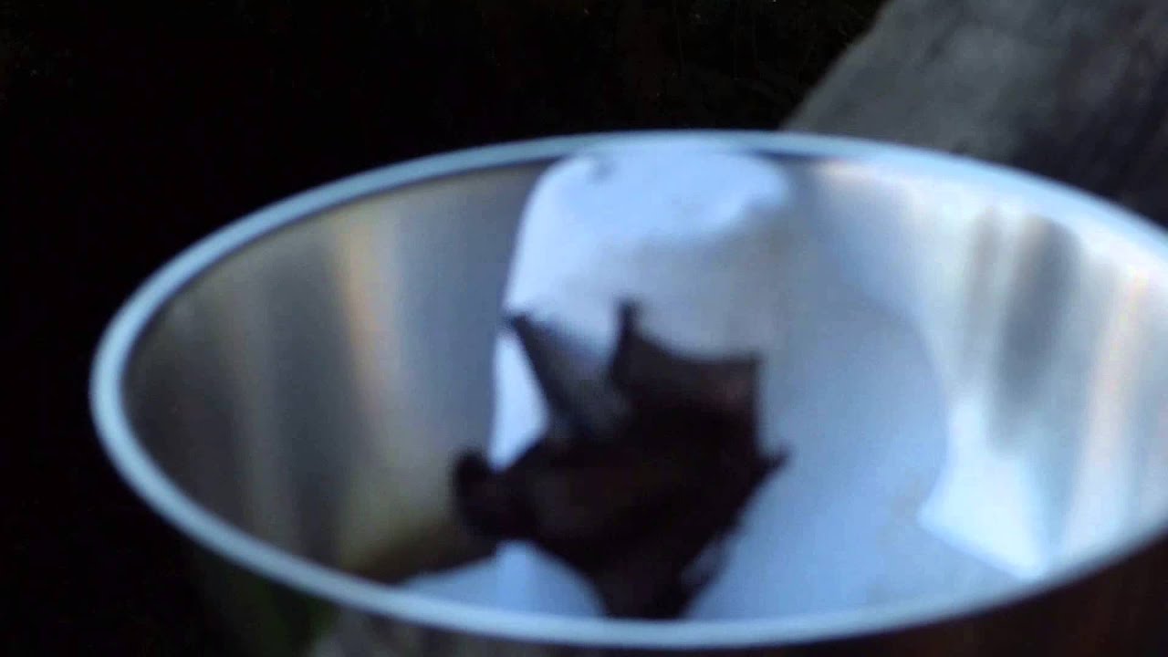 Kleine Fledermaus Gerettet !.