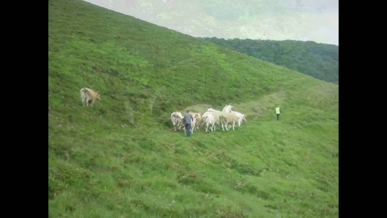 Subida a Belate del rebaño de vacas 1/6/2016
