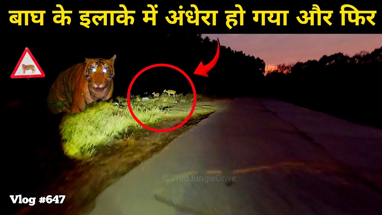 Sitabani Night Drive By Bike | Jim Corbett National Park | Wild Jungle Drive
