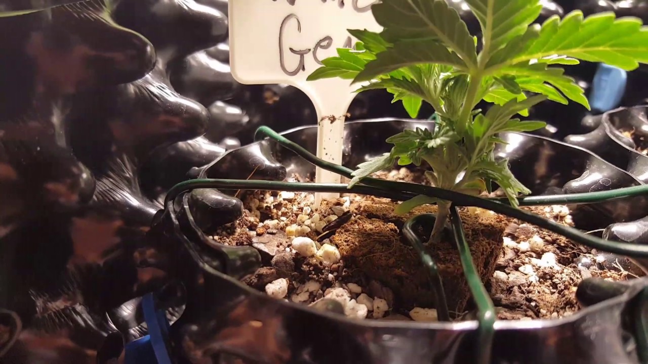 green75's culling of a runt autoflower