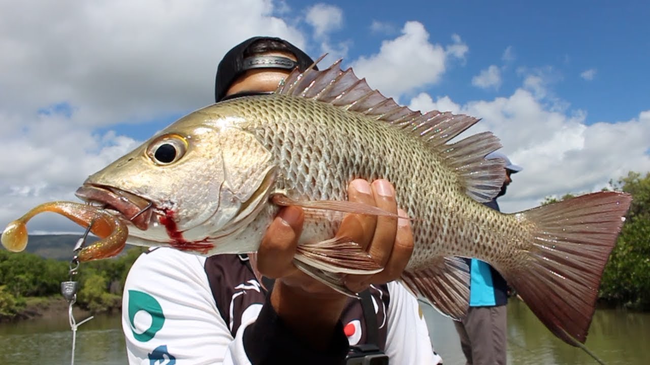 TARGETING BIG MANGROVE JACK- HOW TO TIE A MUDCRAB- QUEENFISH - VIBING BARRAMUNDI