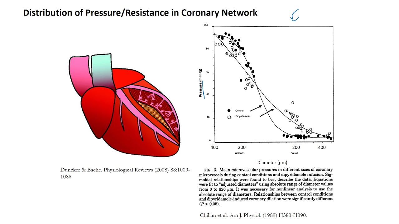 Myocardial Perfusion