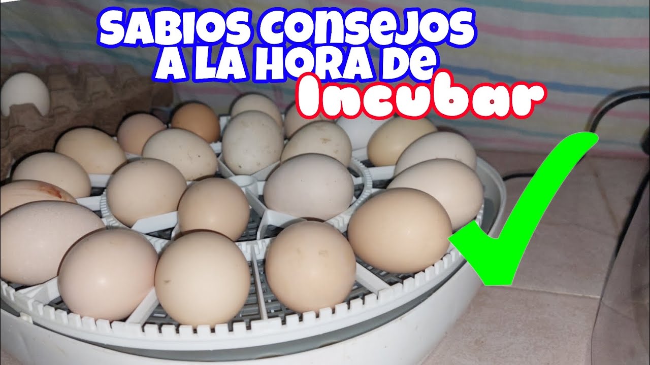 👉CONSEJOS a la hora de INCUBAR huevos, Efectivo ✅️ #incubadora #gallinas
