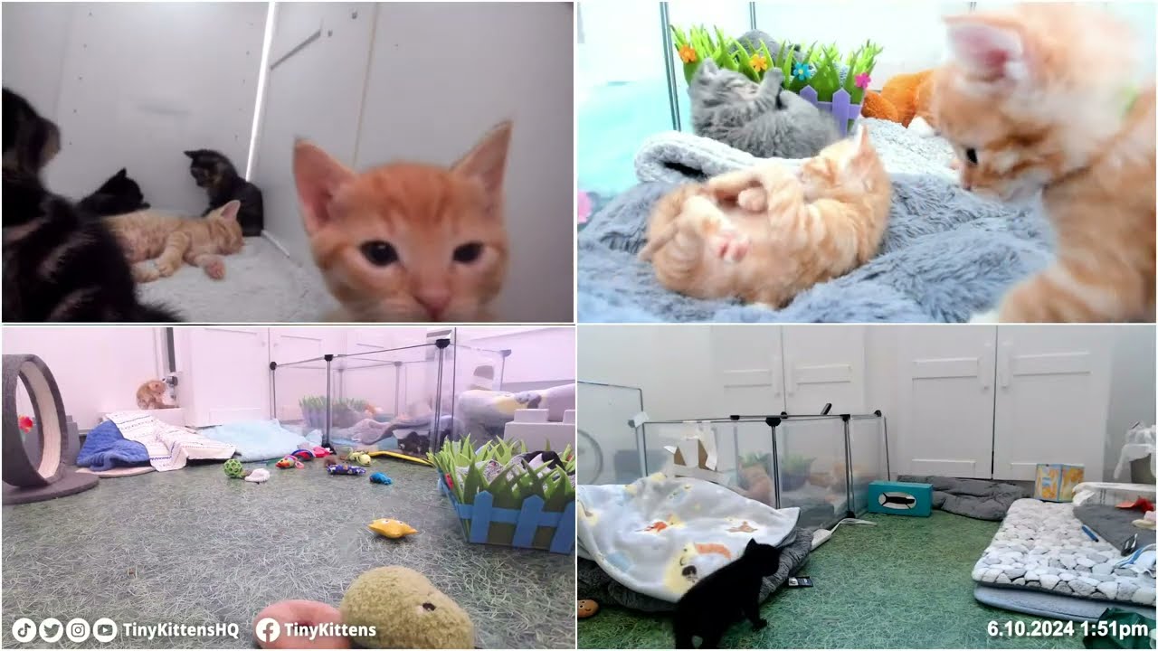Hero kitten Aslan is the first to escape the nursery! 😻