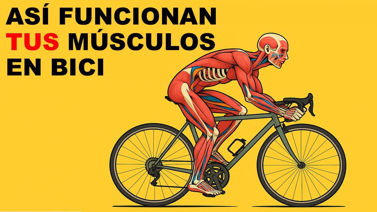 M&Uacute;SCULO DE CICLISTAS AS&Iacute; FUNCIONAN CUANDO MONTAS EN BICI