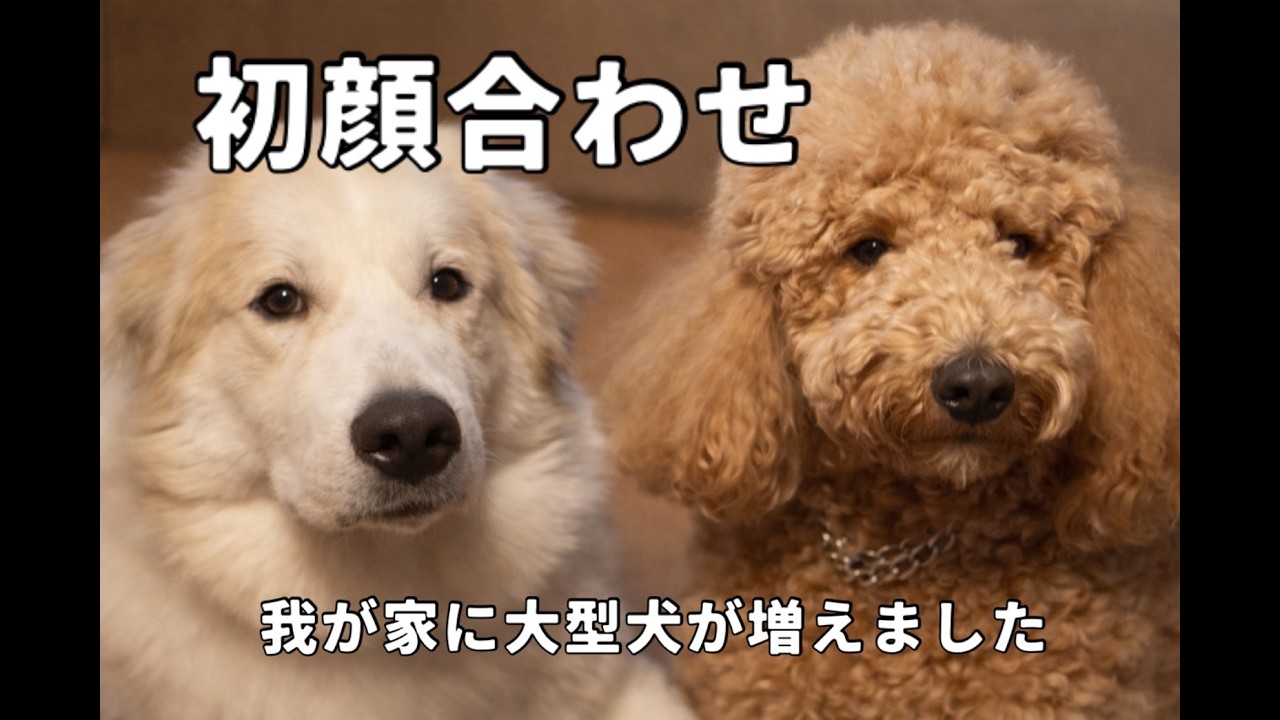 グレートピレニーズを迎え入れた時のスタンダードプードルの反応とは！？
