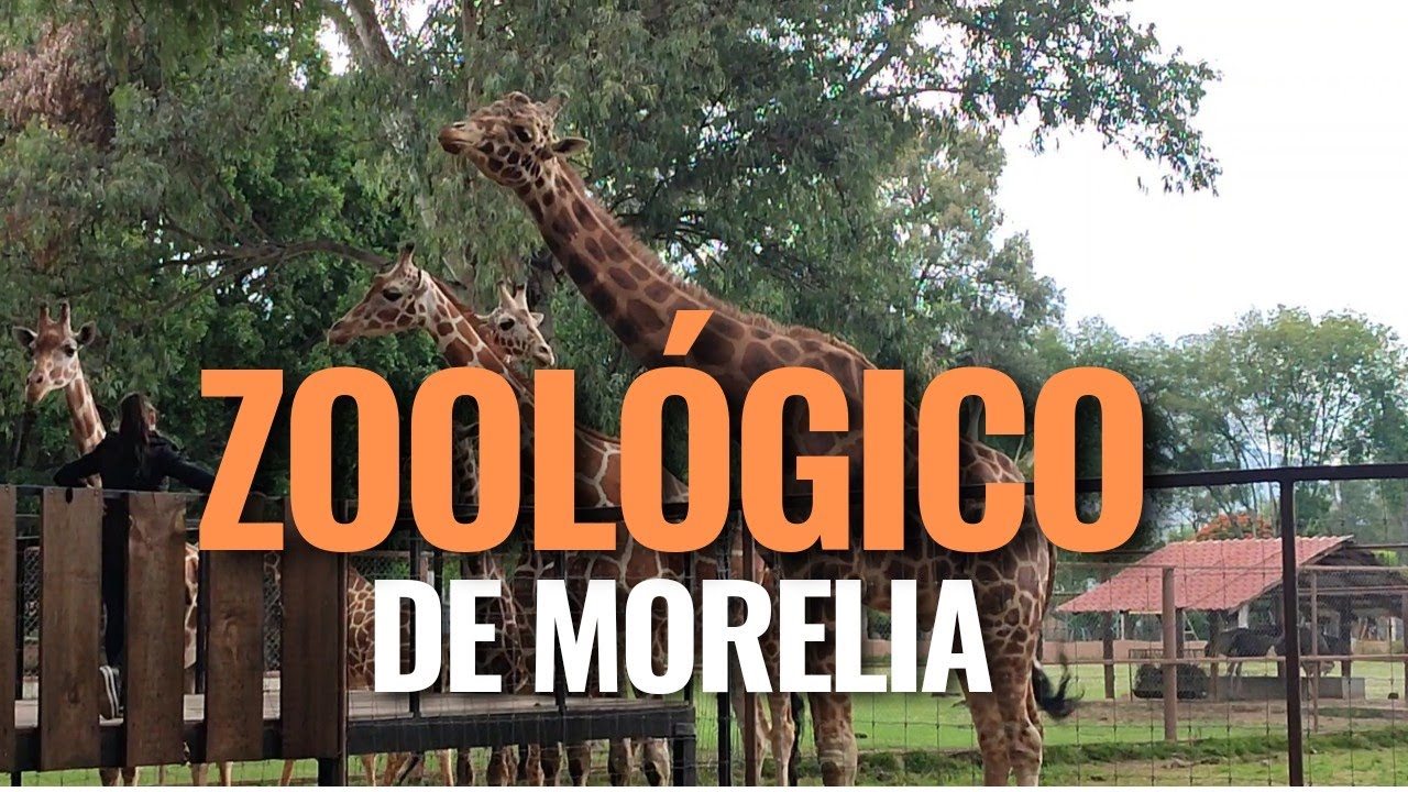 ZOOLÓGICO DE MORELIA 🐘🐍🦤 | #Michoacan